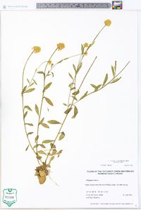 Polygala lutea image