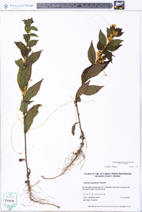 Cuscuta campestris image