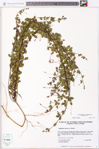 Lespedeza repens image