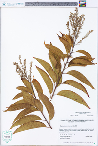 Oxydendrum arboreum image