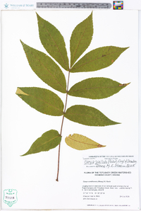 Carya pallida image