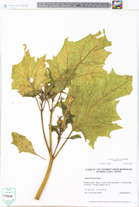 Datura stramonium image