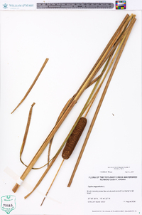 Typha angustifolia image