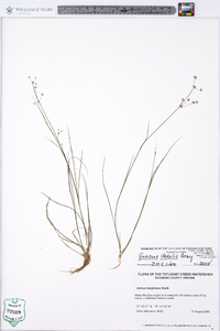 Juncus debilis image