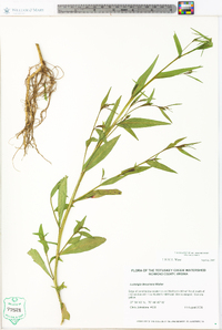 Ludwigia decurrens image