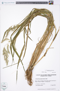 Echinochloa walteri image