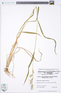 Echinochloa muricata var. muricata image