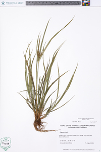 Cyperus iria image