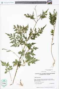 Bidens bipinnata image