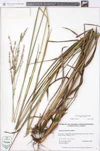 Paspalum floridanum image