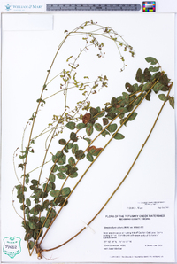 Desmodium ciliare image