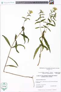 Eupatorium altissimum image