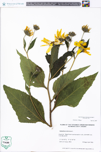 Helianthus tuberosus image