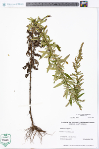 Artemisia vulgaris image