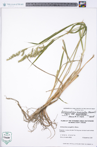 Echinochloa muricata var. muricata image