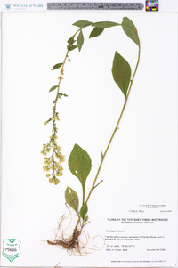 Solidago bicolor image