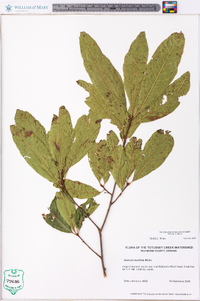 Quercus laurifolia image