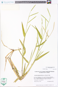 Urochloa platyphylla image