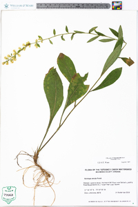 Solidago erecta image