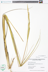 Spartina alterniflora image