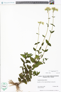 Eupatorium pilosum image