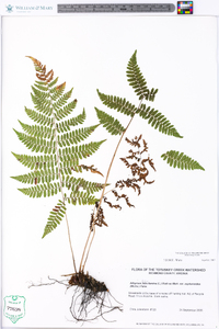 Athyrium filix-femina var. asplenioides image