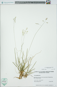 Poa cuspidata image