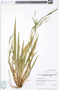 Carex platyphylla image