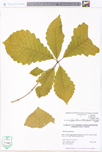 Quercus montana image