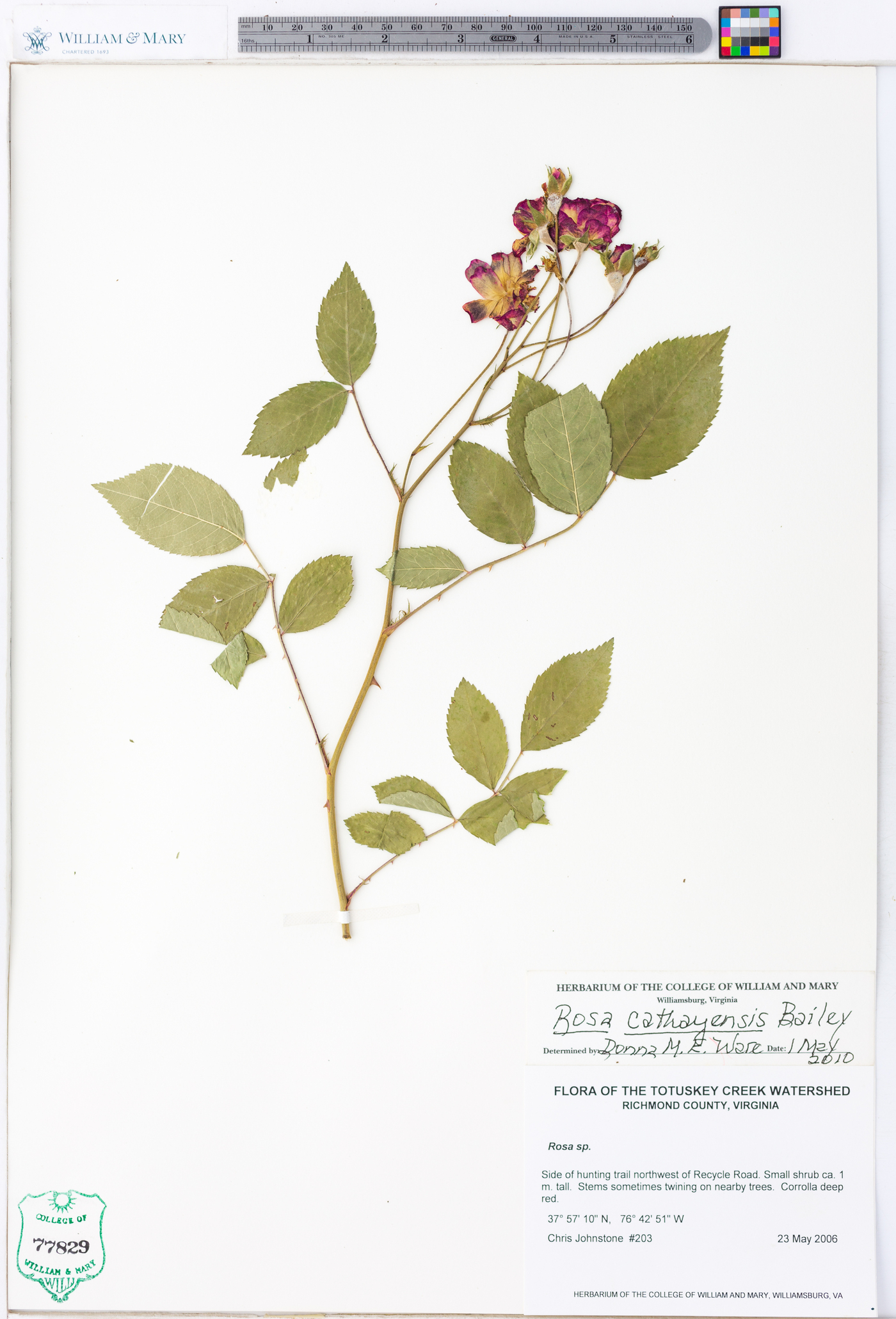 Rosa cathayensis image