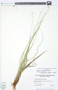 Carex seorsa image