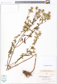 Pycnanthemum muticum var. pilosum image