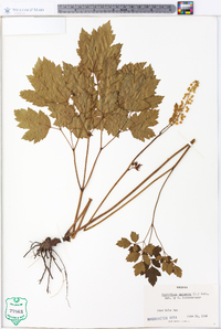 Actaea racemosa image