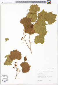 Vitis rotundifolia image