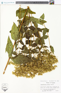 Eupatorium pilosum image