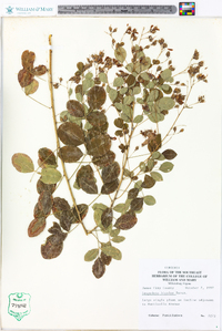 Lespedeza bicolor image