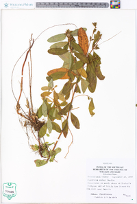 Hypericum walteri image