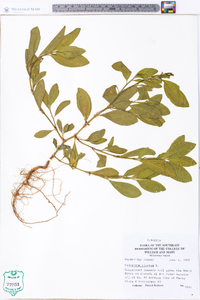 Polygonum erectum image