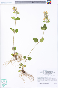 Scutellaria elliptica image