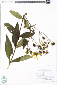 Silphium asteriscus var. trifoliatum image