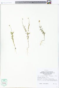 Polygala mariana image