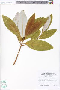 Magnolia virginiana image