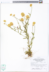 Polygala lutea image