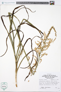 Stenanthium gramineum image