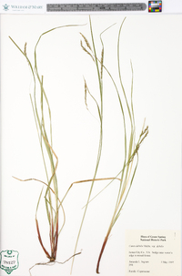 Carex debilis var. debilis image