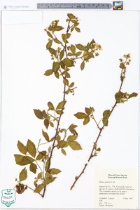 Rubus argutus image