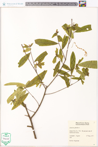 Quercus phellos image