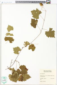 Vitis vulpina image