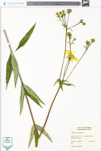 Silphium asteriscus var. trifoliatum image