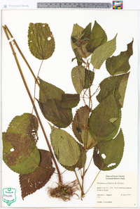 Image Associated With the Occurence